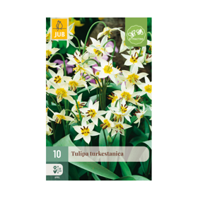 Turkestansk tulipan