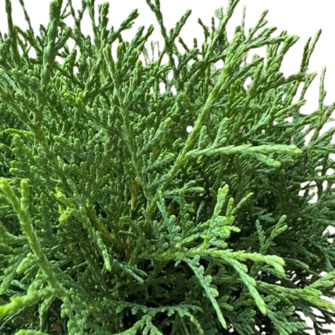 Kuglethuja 'Tiny Tim'
