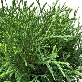 Kuglethuja 'Tiny Tim'
