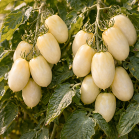 Snacktomat 'White' Økologisk