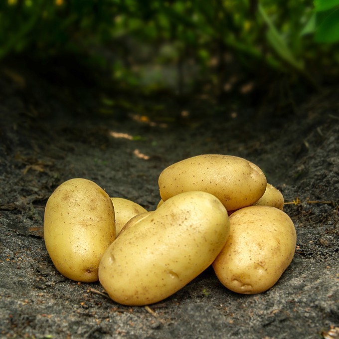Læggekartoffel 'Cimega' 1,5 kg