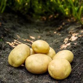 Læggekartoffel 'Argana' 1,5 kg